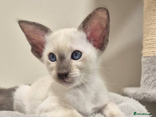 Oriental cats Oriental and Siamese kittens. - Advert 7