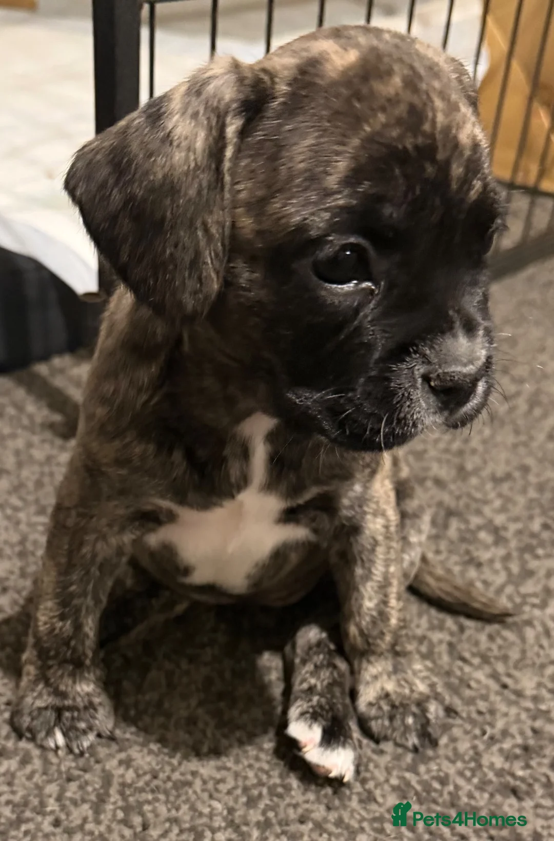 Mixed Breed dogs for sale: Gorgeous Frenchel  puppies (Frenchie x cavalier)  - Advert 1