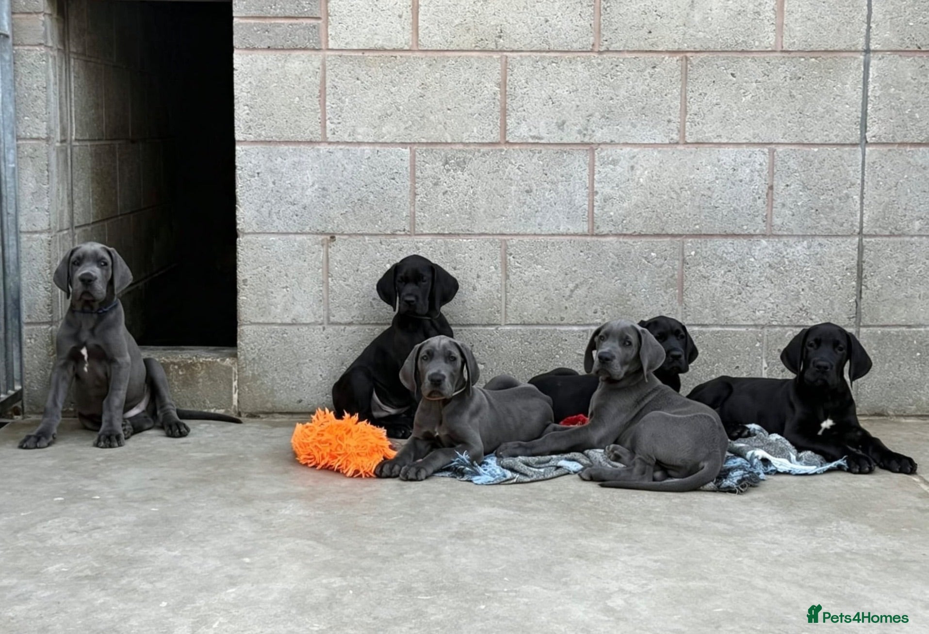 Great Dane dogs Blue & black puppies waiting for loving homes. - Advert 1