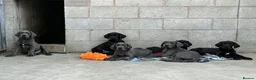 Great Dane dogs for sale: Blue & black puppies waiting for loving homes. in Worksop - Advert 1