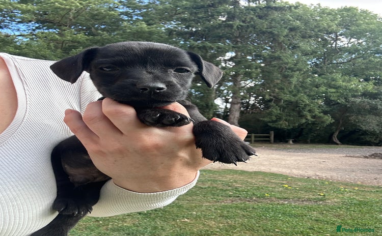 Patterdale Terrier dogs - Advert 8