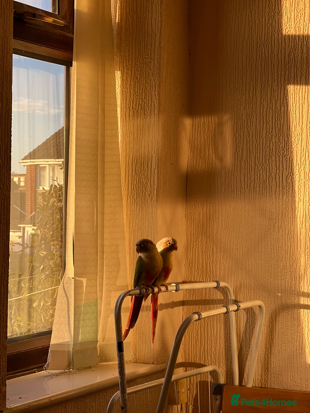 Conures birds for sale: Conures pair  - Advert 5