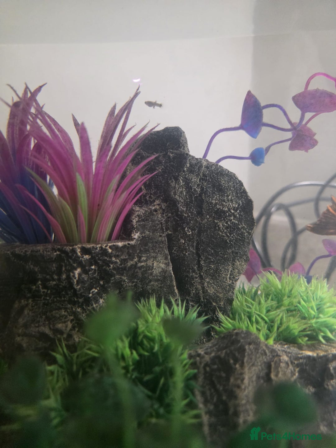 Mollies fish for sale: Christmas guppies for sale - Advert 2