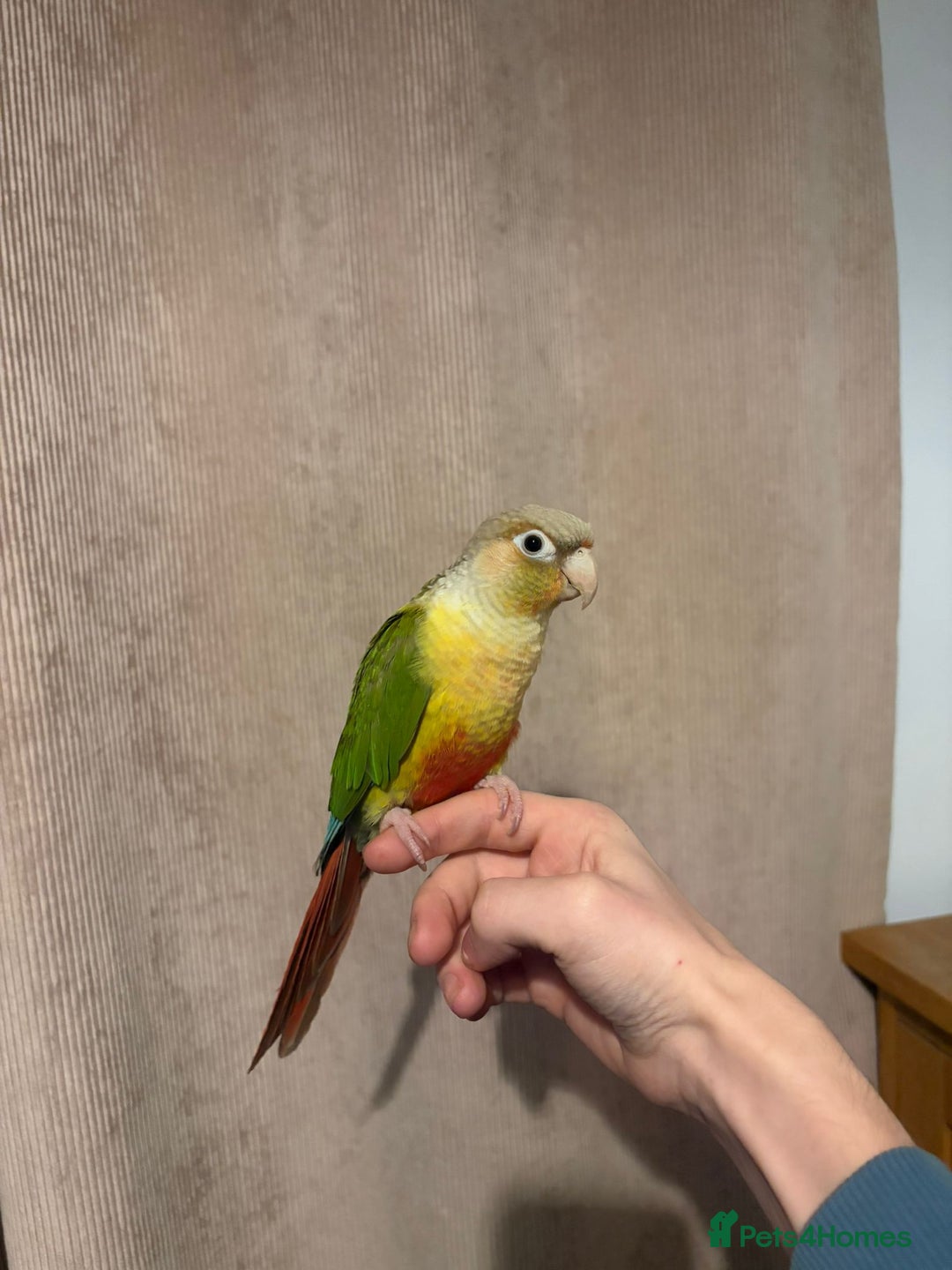 Conures birds for sale: Hand tame Pineapple Conure  - Advert 1