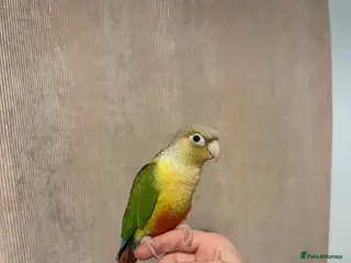 Conures birds Hand tame Pineapple Conure - Advert 2