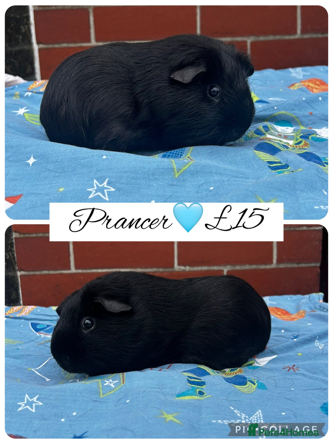 Guinea Pig rodents for sale: Guinea pig boars  - Image 17