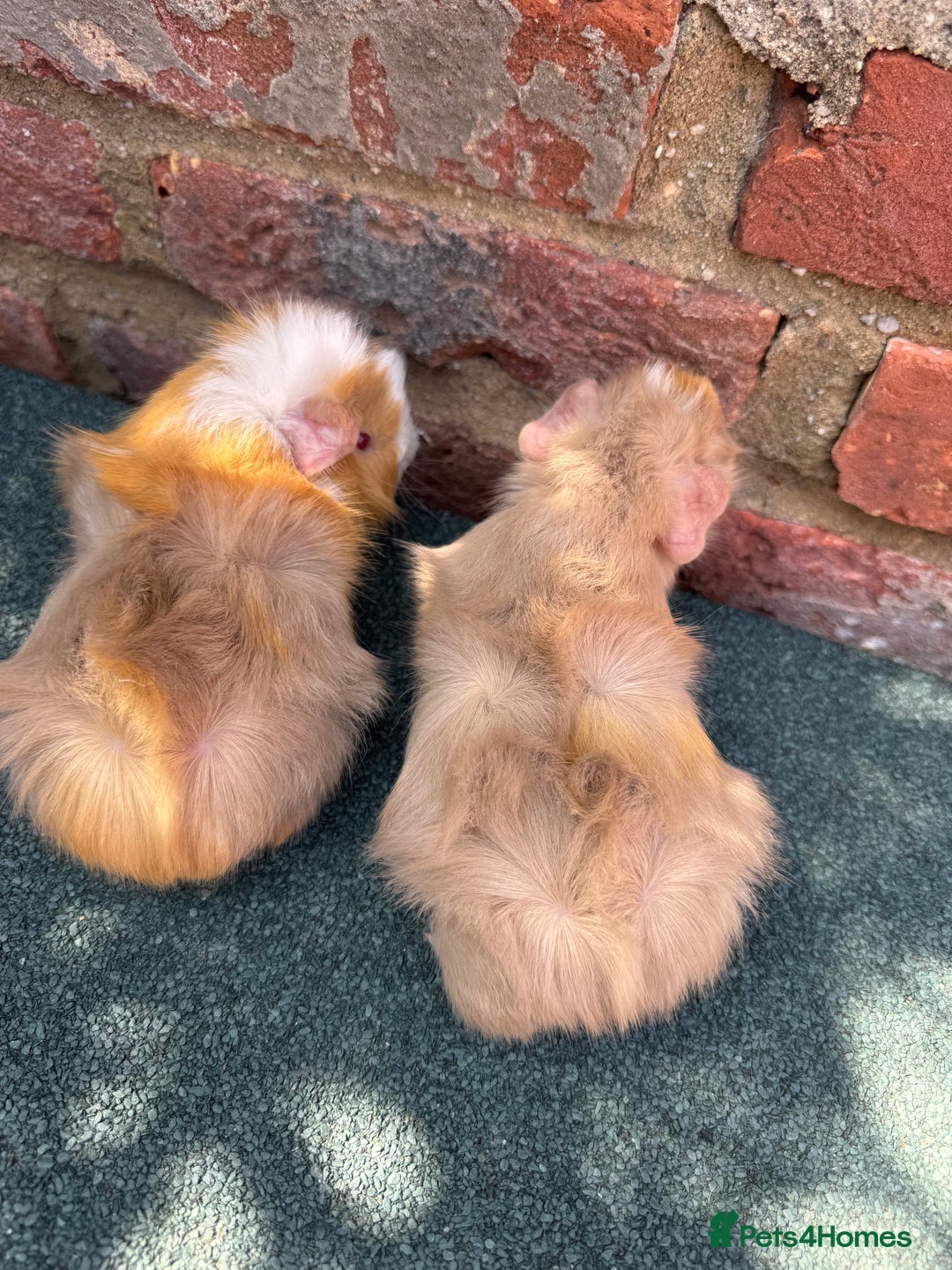 Guinea Pig rodents for sale: Guinea Pigs  - Image 9