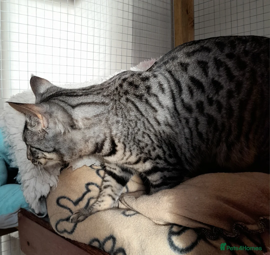 Savannah cats for sale: Pedigree F5 TICA Reg Savannah Girl Kitten - Advert 7