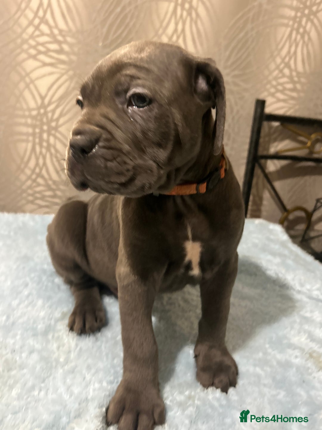 Cane Corso dogs for sale: 🐾 Stunning Cane Corso Puppies Available! 🐾 - Advert 5