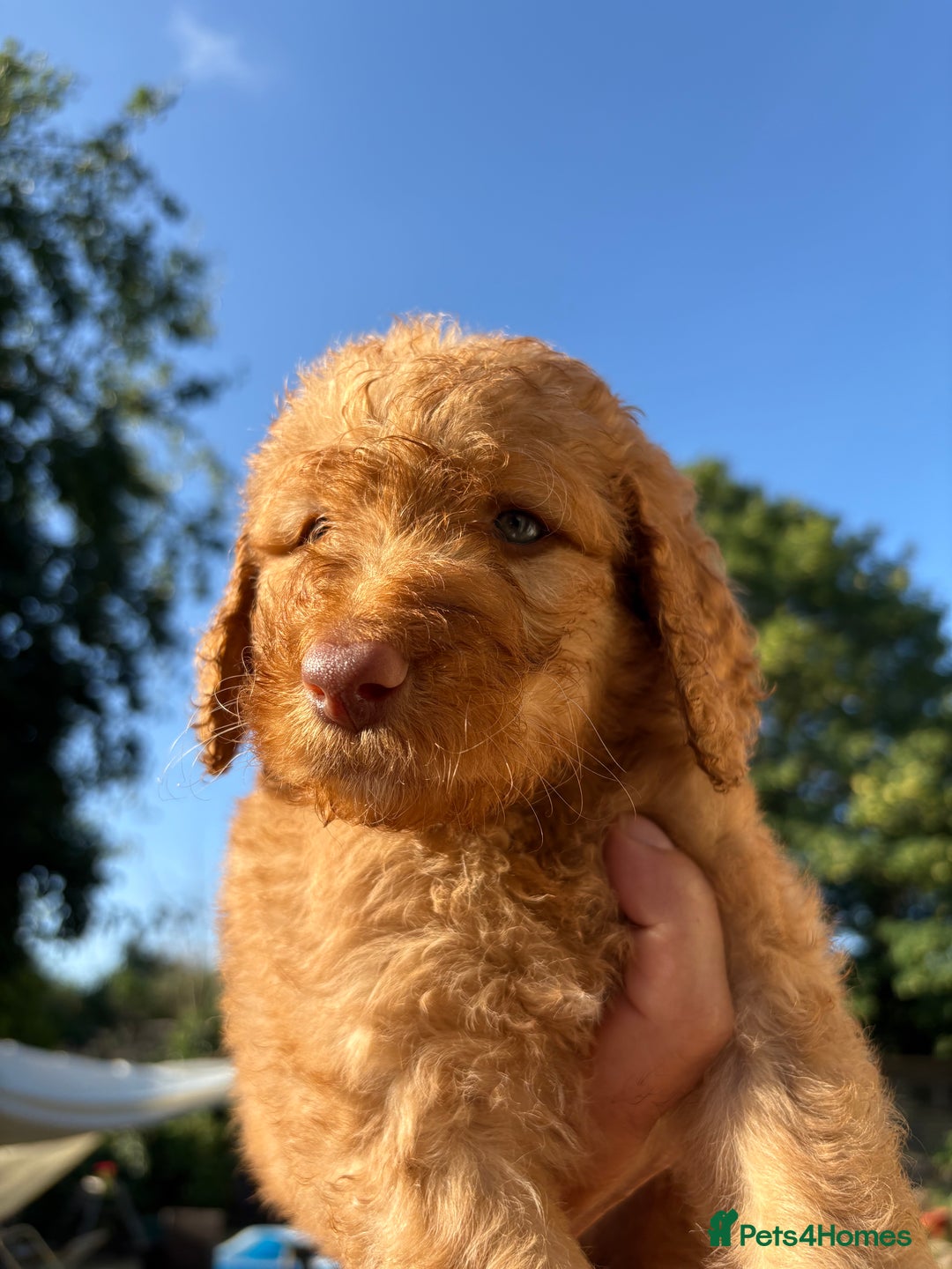 Labradoodle dogs for sale: F1B Labradoodles: available from Aug 2nd. in Uxbridge - Image 6