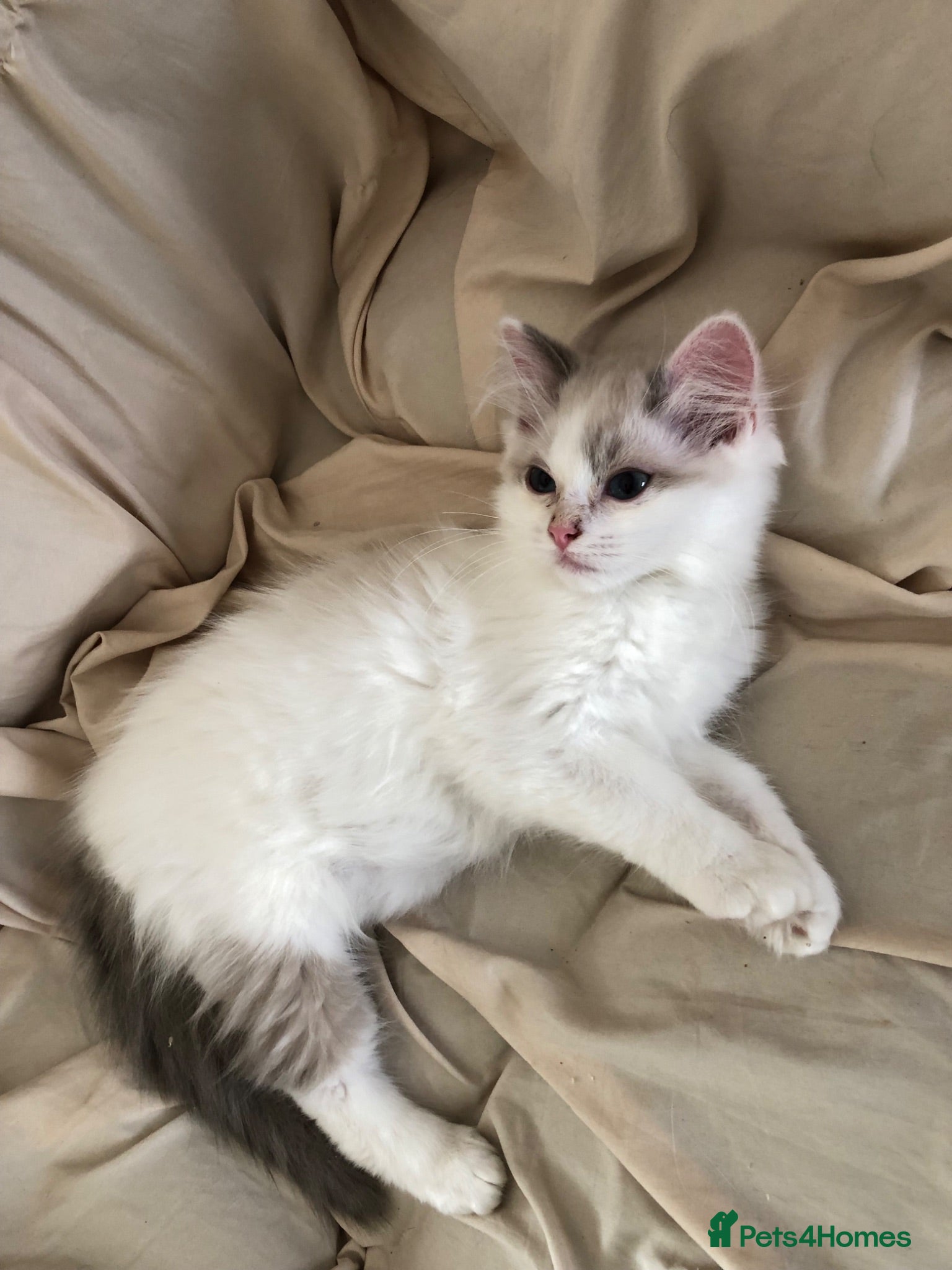 Ragdoll cats Beautiful Ragdoll kittens! Ready for new homes NOW - Advert 2