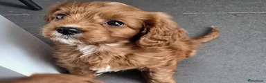 Cavapoo 1
