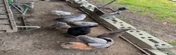 Chickens poultry for sale: Special egg layers hens and Wyandotte banthams  in Dorking - Advert 2