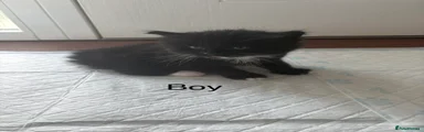 Mixed Breed Kitten 1