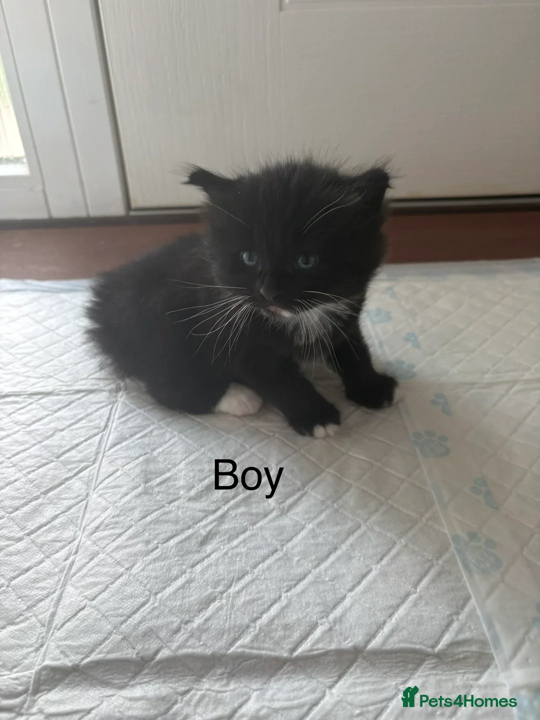 Mixed Breed cats for sale: Siberian x Ragdoll - Advert 6