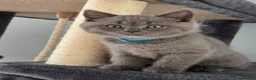 British Shorthair cats for sale: 🐾 British Shorthair Looking for Their Homes 🐾 - Advert 1