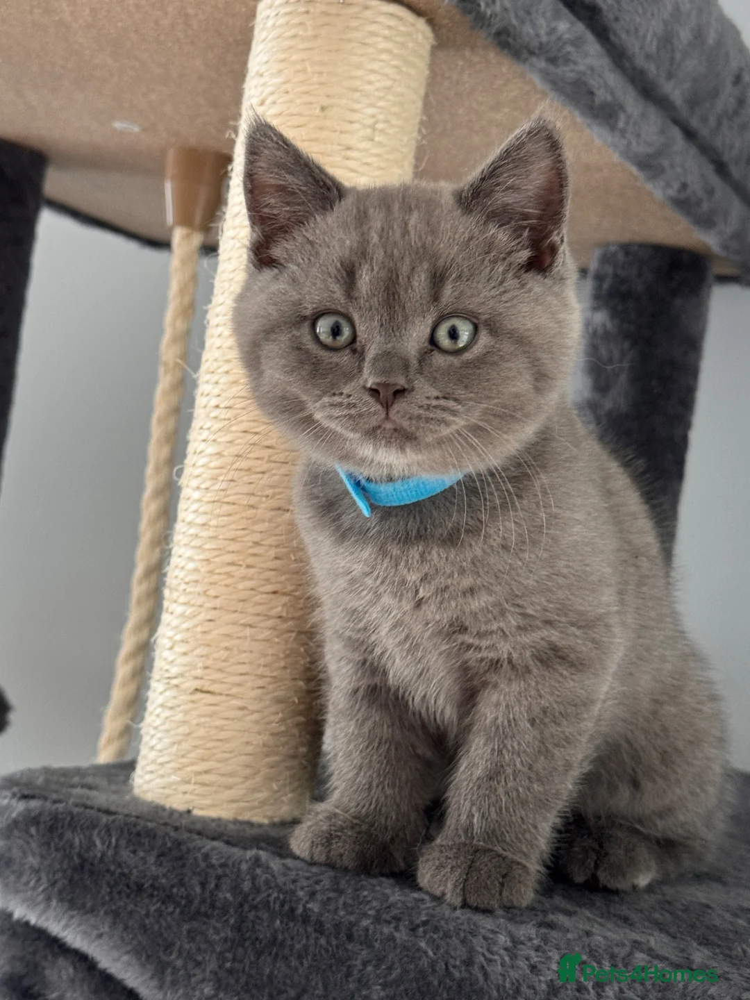 British Shorthair cats for sale: 🐾 British Shorthair Looking for Their Homes 🐾 - Advert 1
