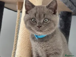 British Shorthair cats 🐾 British Shorthair Looking for Their Homes 🐾 - Advert 3