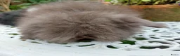 Angora rabbits for sale: TEDDYWIDDER BABIES  - Advert 2