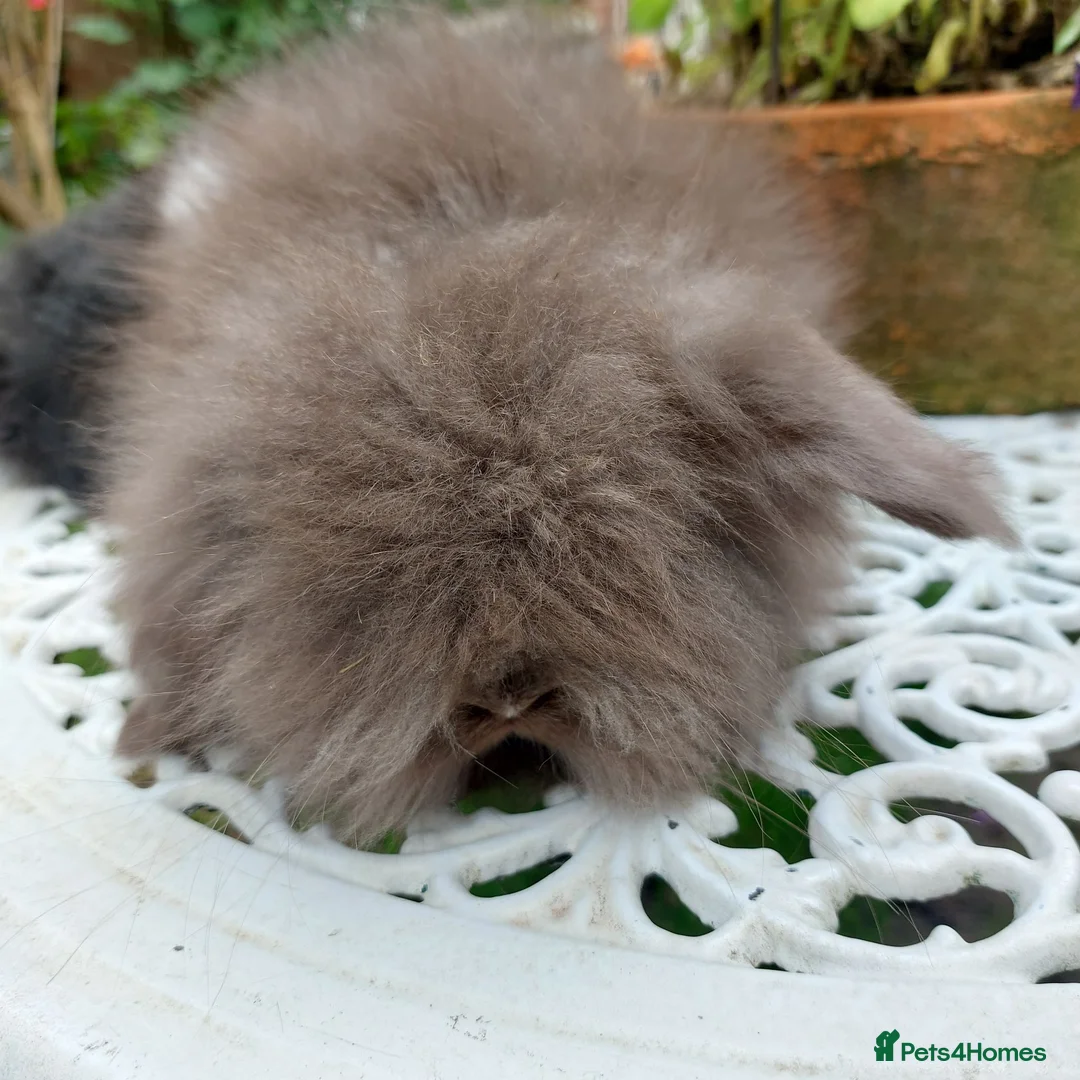 Angora rabbits for sale: TEDDYWIDDER BABIES  - Advert 2