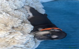 French Bulldog dogs for sale: 🐾 adorable French bulldog puppies for sale 🐾 - Image 15