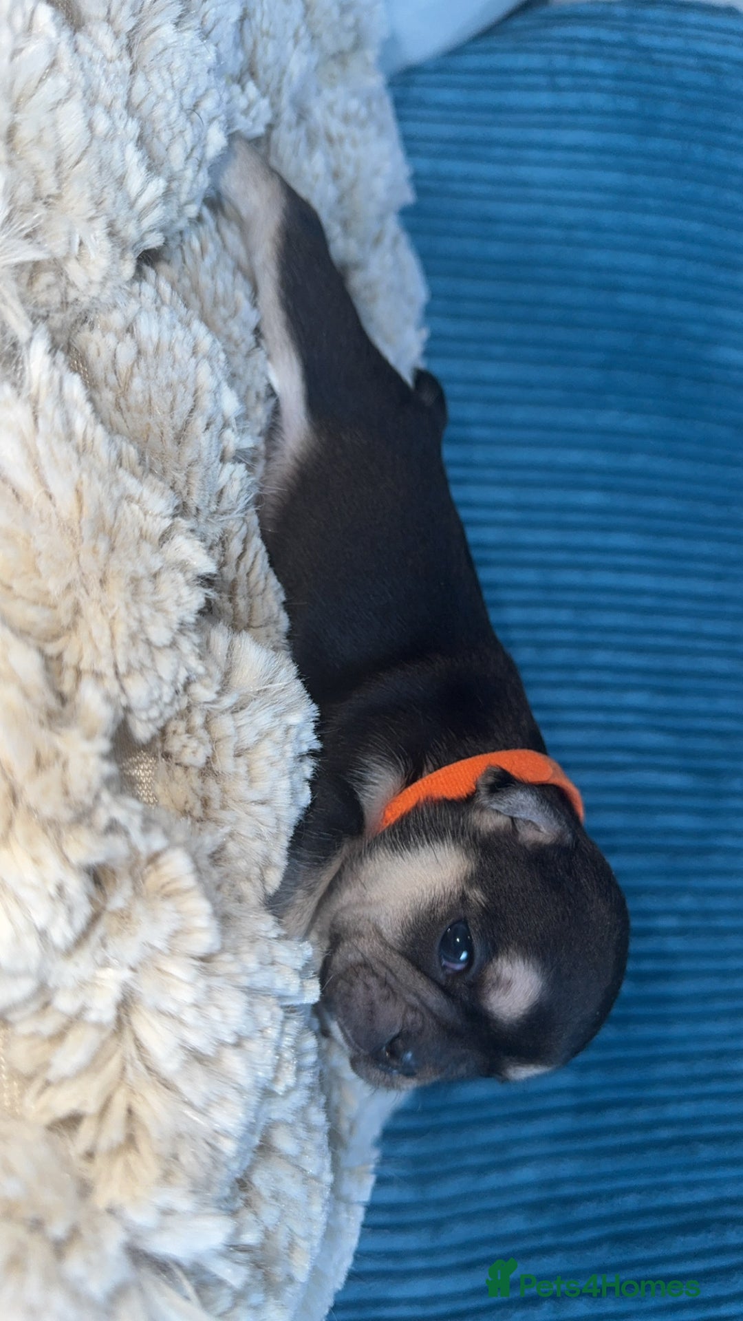 French Bulldog dogs for sale: 🐾 adorable French bulldog puppies for sale 🐾 - Image 15