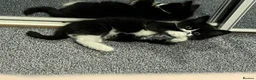 Mixed Breed cats for sale: Beautiful Domestic Longhair Tuxedo Boy in Southampton - Advert 2