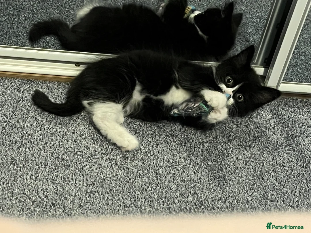 Mixed Breed cats for sale: Beautiful Domestic Longhair Tuxedo Boy in Southampton - Advert 2