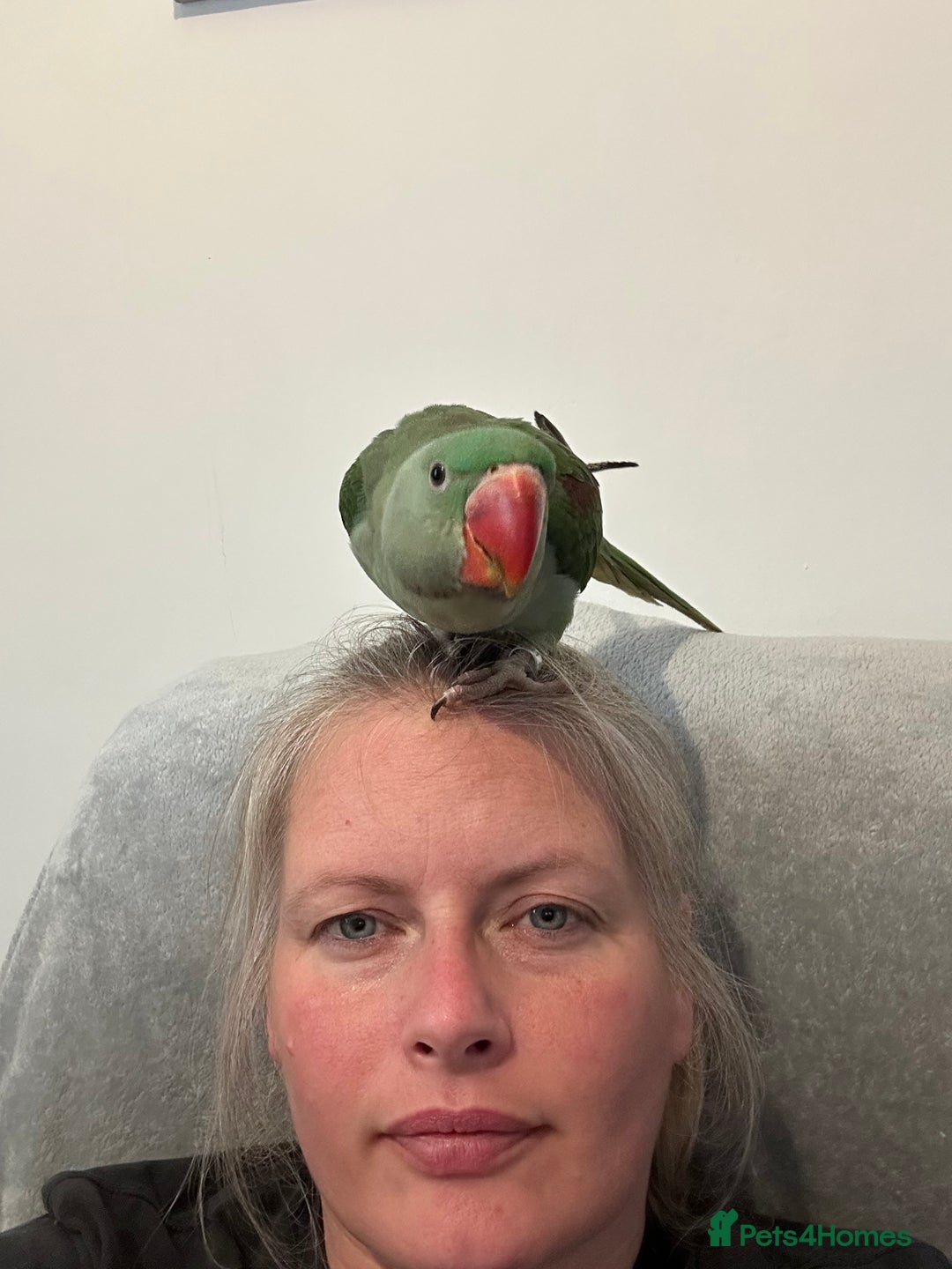 Parakeets birds for sale: Alexandrine and Full set up - Image 4