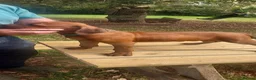 Rhodesian Ridgeback dogs for sale: Kc reg.health tested Rr puppies - Advert 10