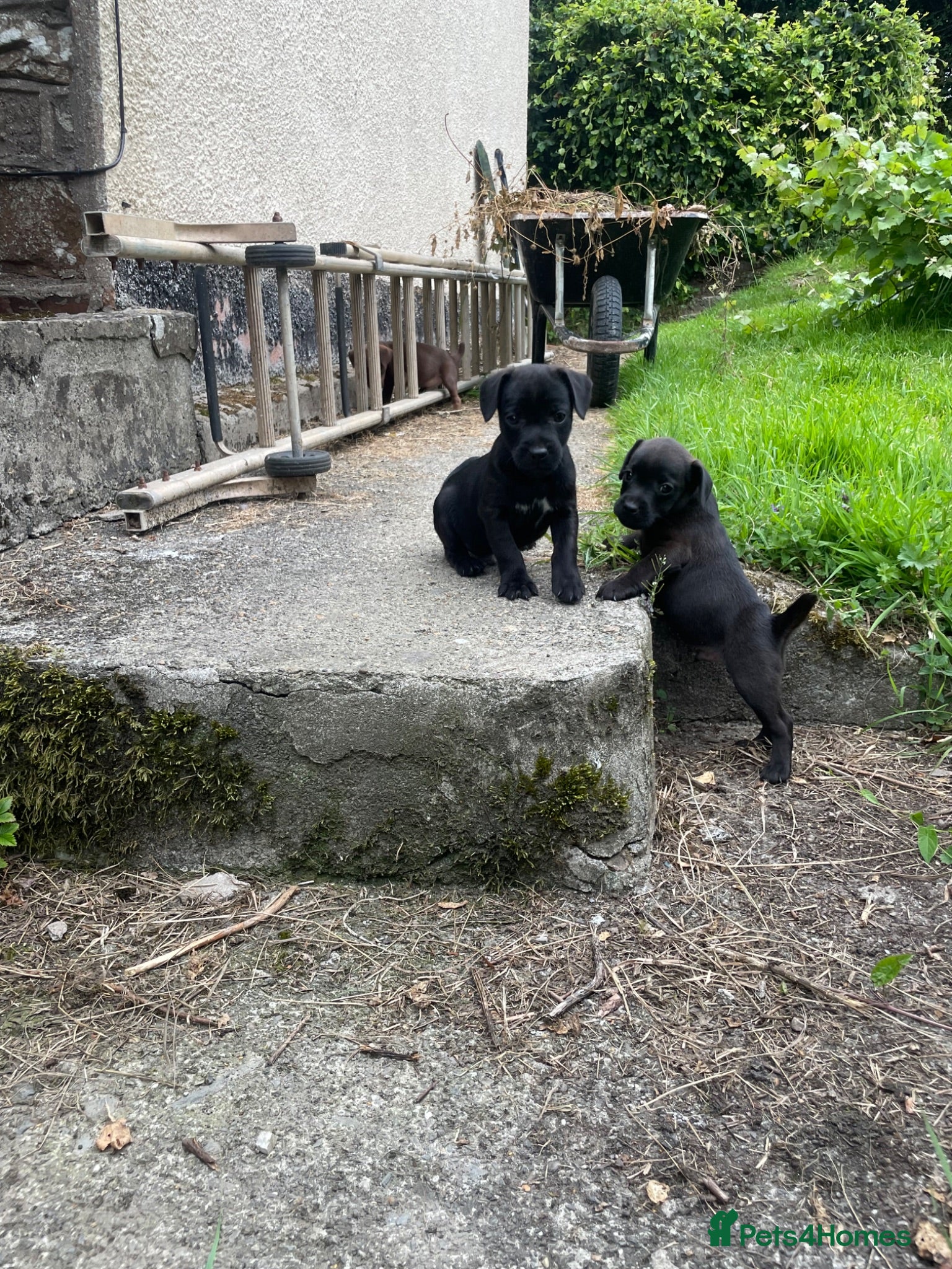Patterdale Terrier dogs 2 male patterdale puppy’s  - Advert 1