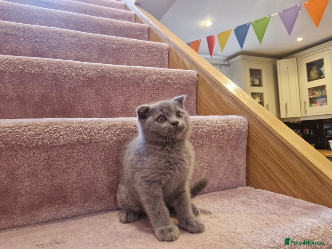 Scottish Fold cats for sale: 1 BSH Boy AVAILABLE. in Sheffield - Image 20