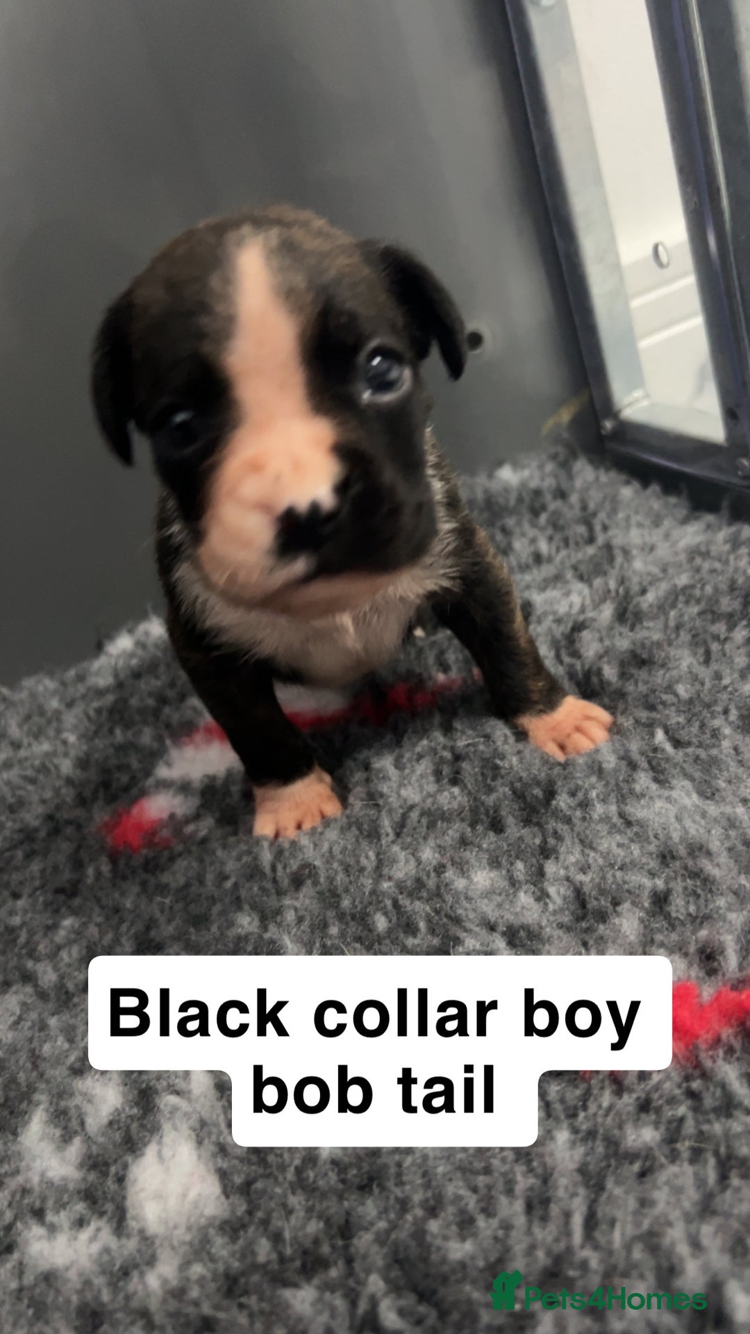 Boxer dogs for sale: Kc registered boxer puppies  - Advert 25