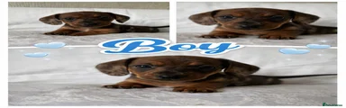 Miniature Dachshund Puppy 2