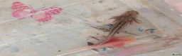 Axolotl reptiles for sale: Beautiful hypo baby Axolotls available last few  - Advert 21