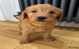 Labradoodle dogs for sale: ⭐️ Stunning F1b Labradoodle Puppies KC Parents ⭐️ - Image 11