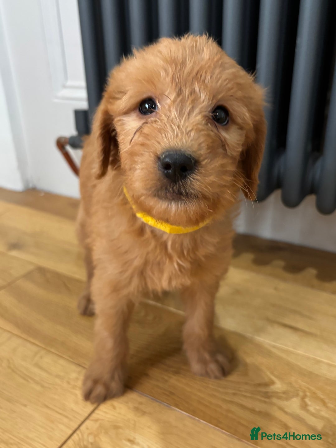 Labradoodle dogs for sale: ⭐️ Stunning F1b Labradoodle Puppies KC Parents ⭐️ - Image 11