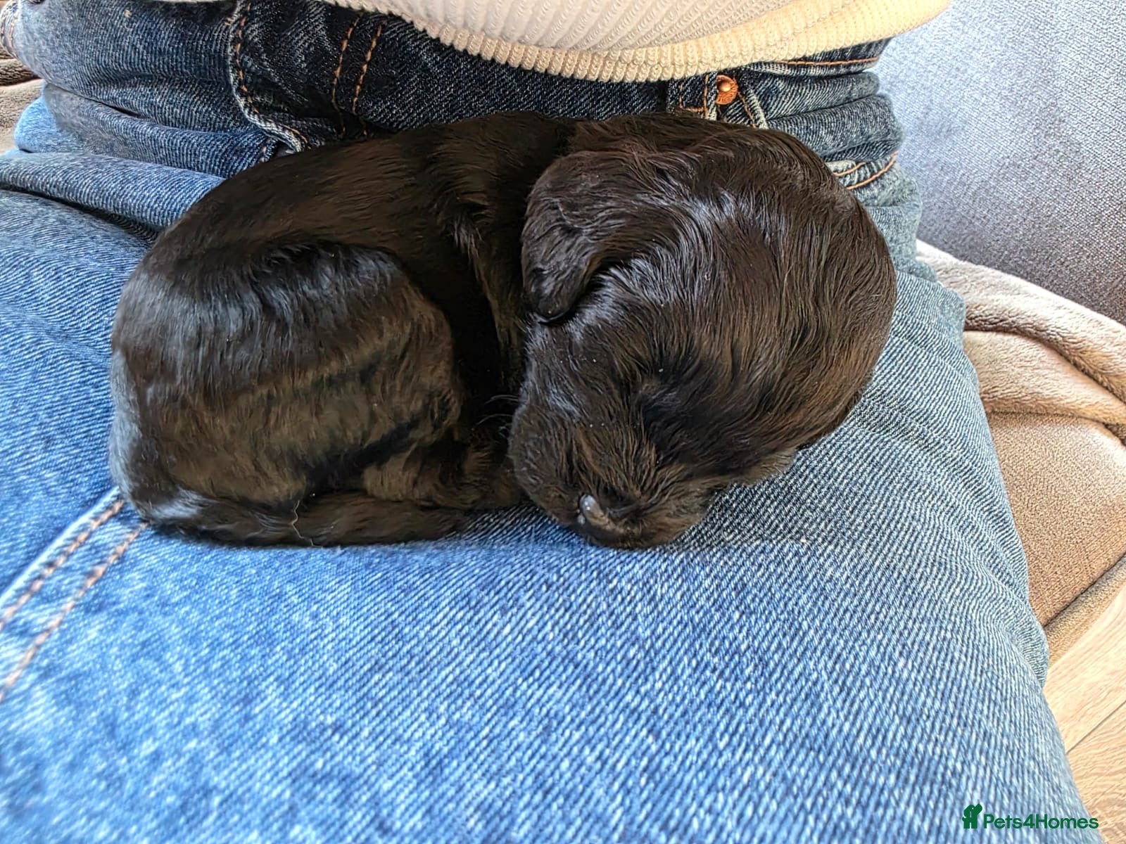 Cockapoo dogs F1B Cockapoo puppies… **Now Available to View** - Advert 13