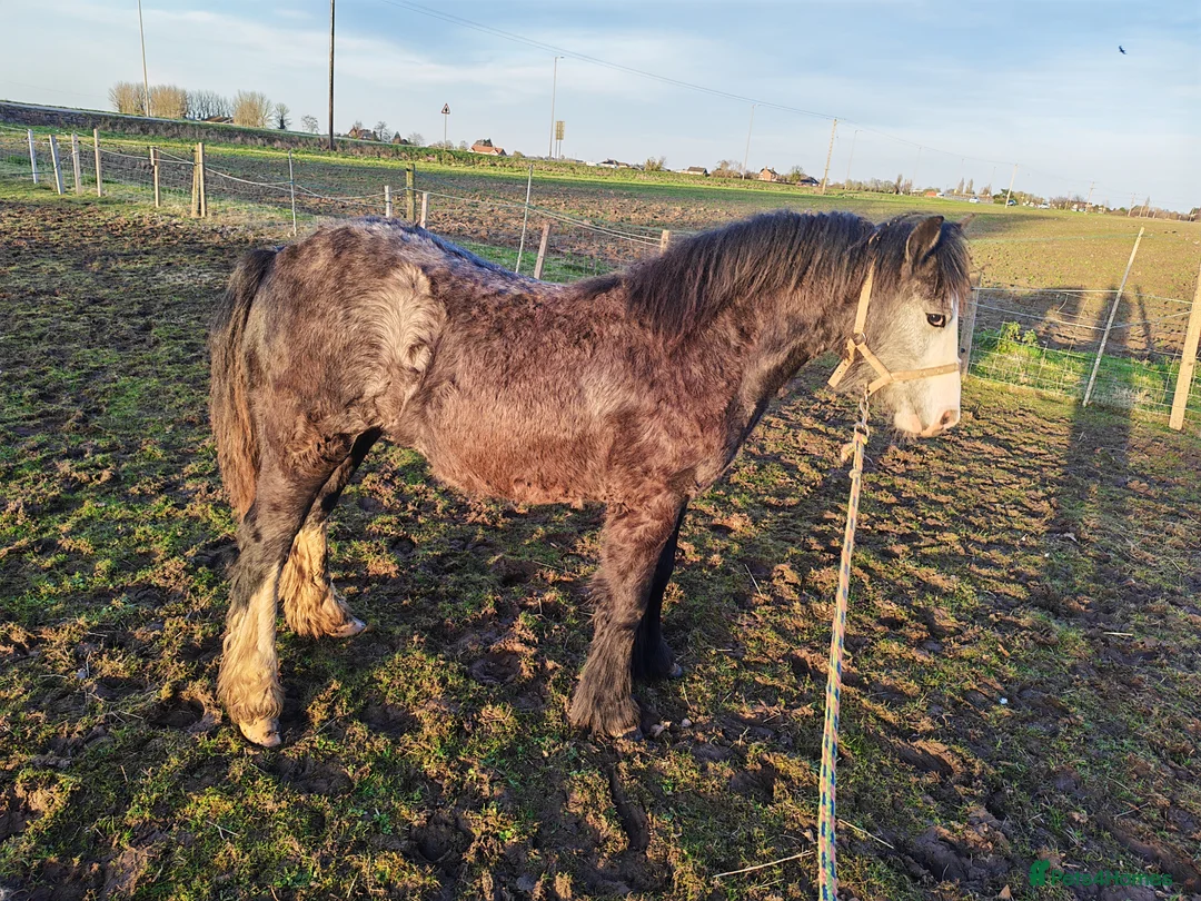 Welsh Section A horses for sale: Clover Welsh mountain pony/cob  in Boston - Advert 1