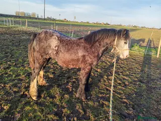 Welsh Section A horses Clover Welsh mountain pony/cob in Boston - Advert 1