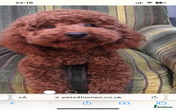 Cockapoo dogs for sale: ⭐️⭐️7 gorgeous toy cockapoo pups F1b ⭐️⭐️🧸 - Image 16