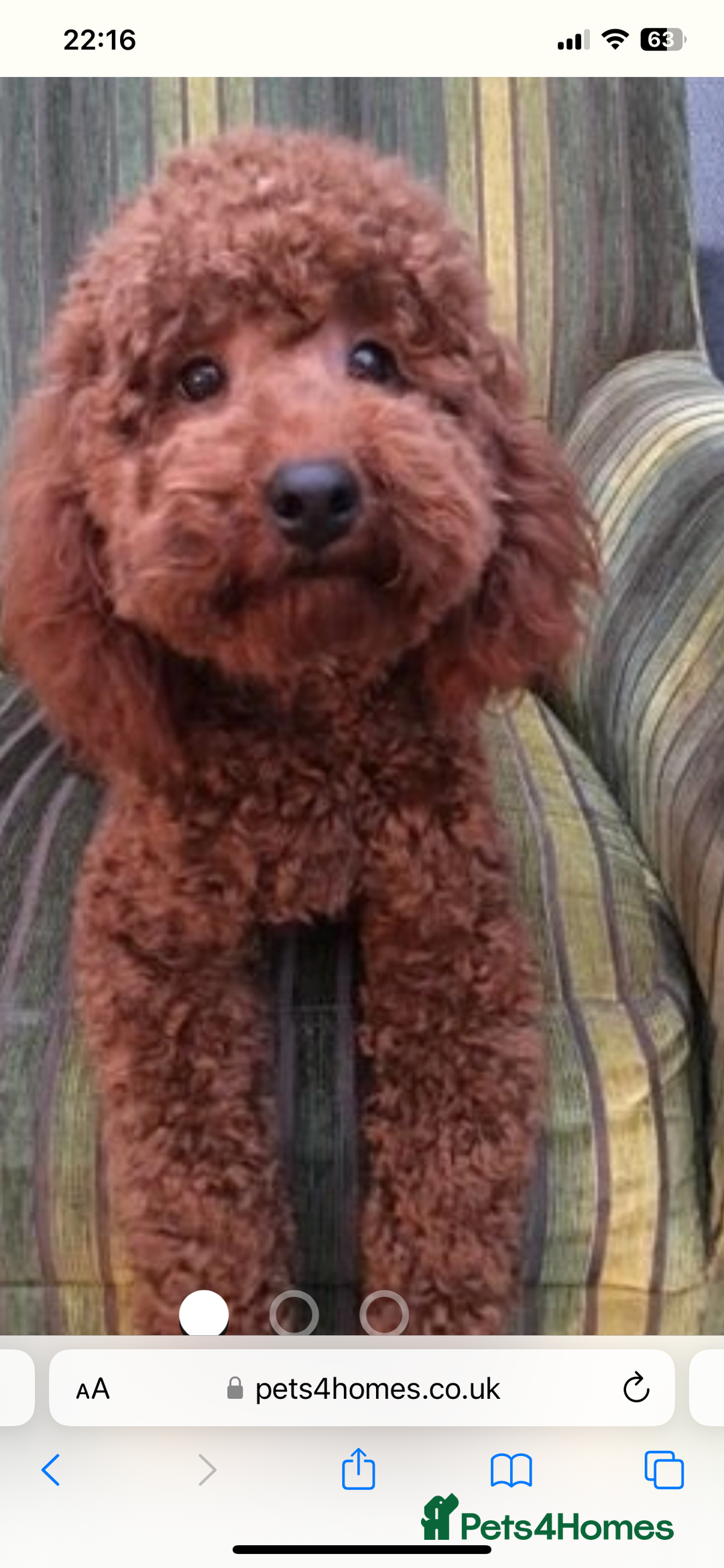 Cockapoo dogs for sale: ⭐️⭐️7 gorgeous toy cockapoo pups F1b ⭐️⭐️🧸 - Image 16