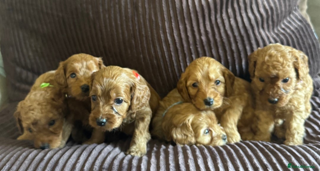 Cavapoo dogs for sale: Toy cavapoo  - Advert 3