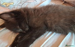 Ragdoll cats for sale: 2 female Ragdolls for sale  - Image 1