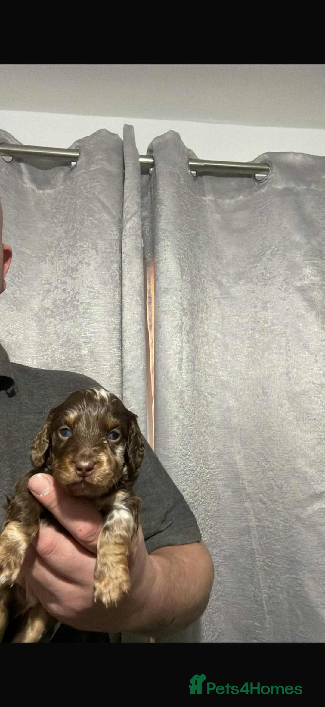 Miniature Dachshund dogs for sale: Miniature dachshunds  - Image 4