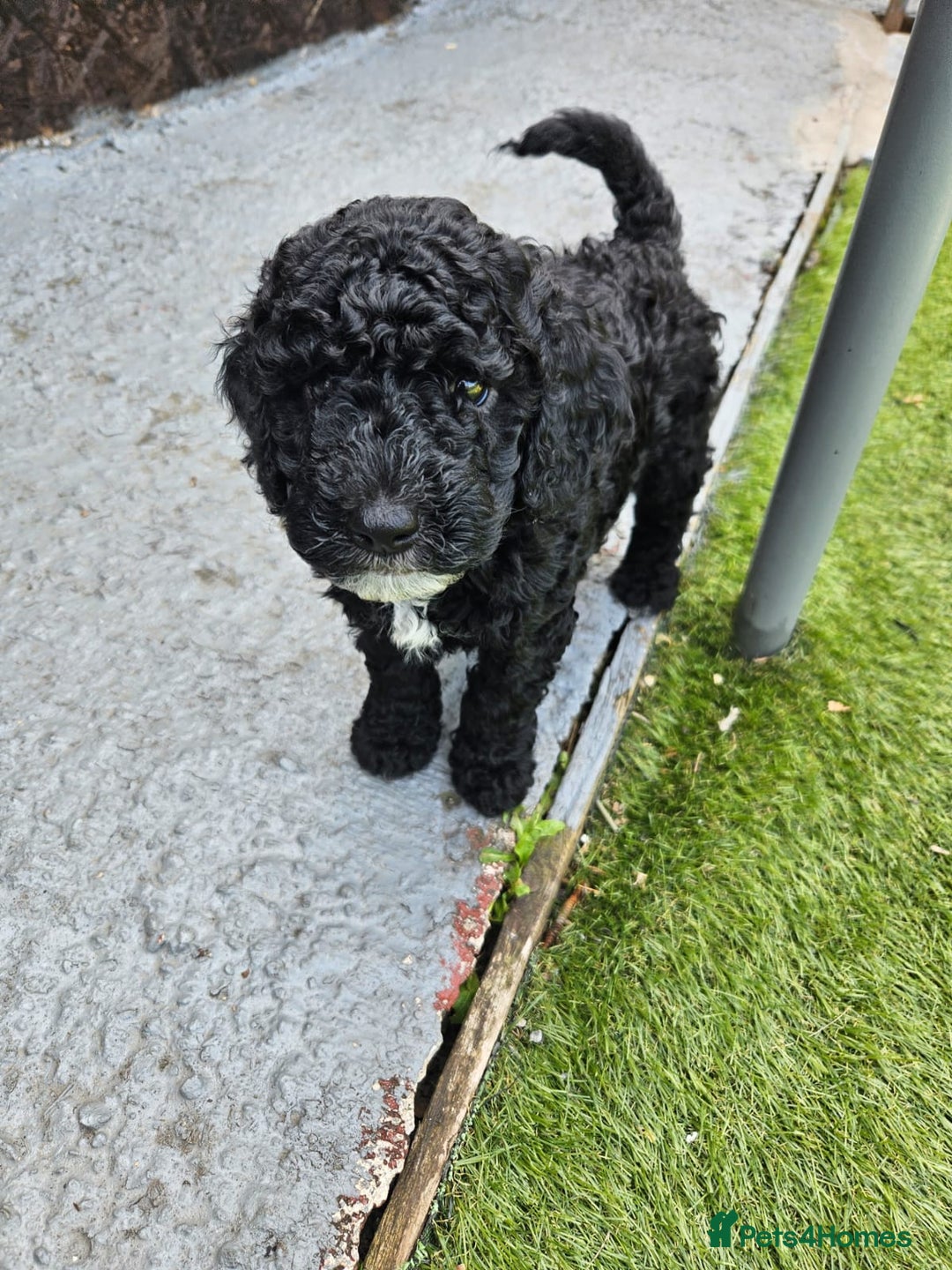 Cockapoo dogs for sale: Cockapoo boys  - Image 14