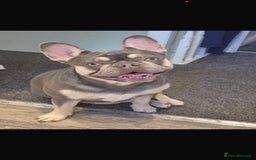 French Bulldog dogs for sale: Beautiful nature puppy 12 weeks old male  - Image 7