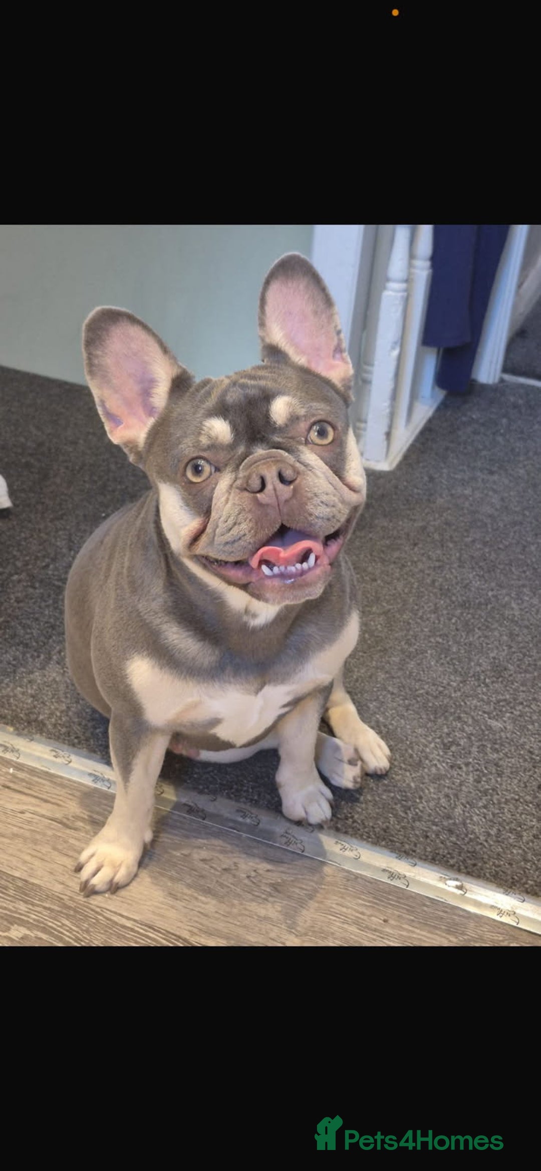 French Bulldog dogs for sale: Beautiful nature puppy 12 weeks old male  - Image 7