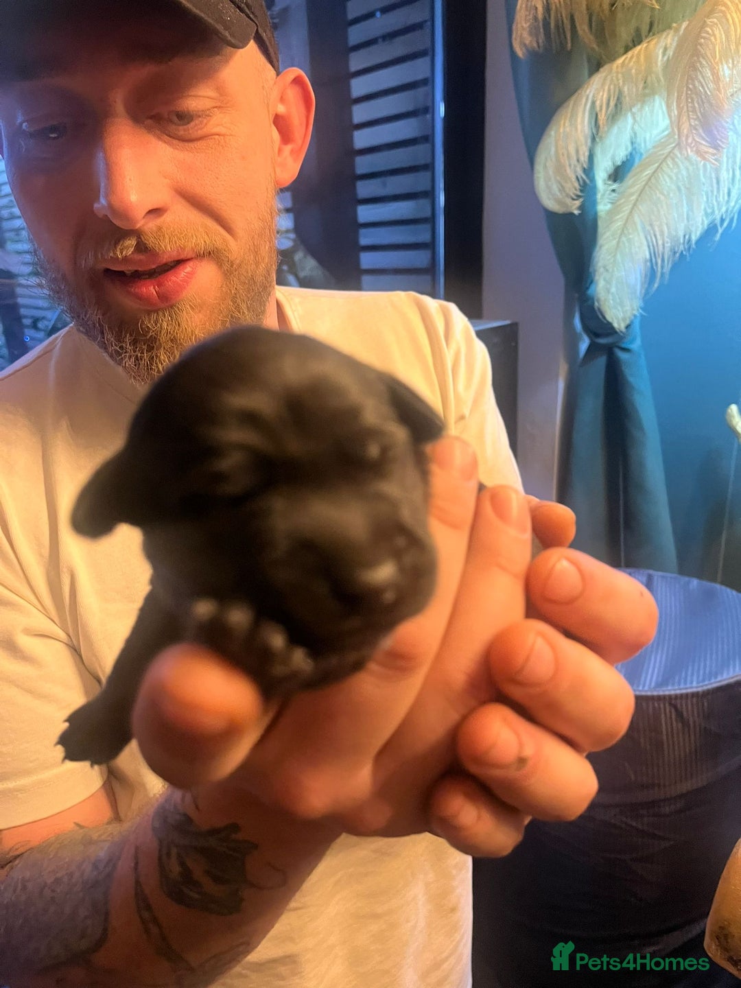 Mixed Breed dogs for sale: Blue staff x Black labrador puppies  - Advert 18