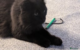 British Longhair cats for sale: Black brown long haired cat - Image 6